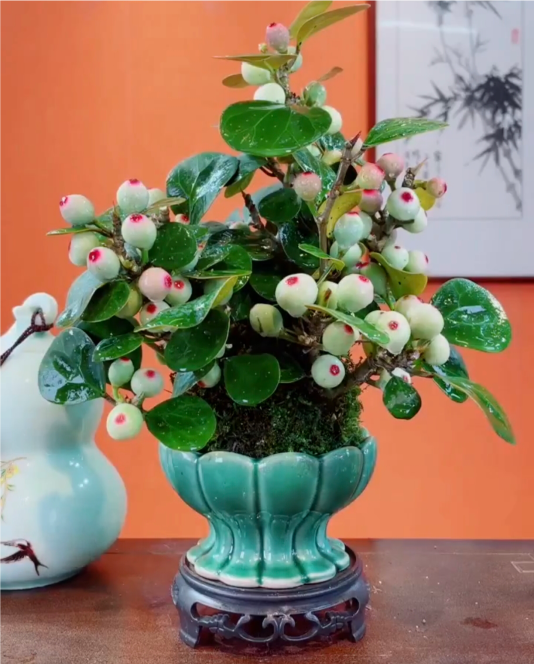33 Banyan tree - symbolic plant