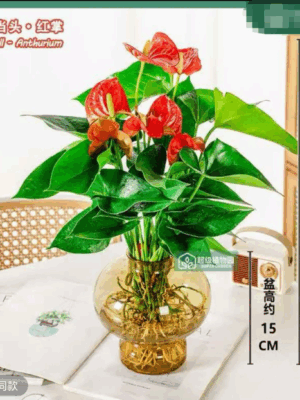 Red Palm - symbolizing plants