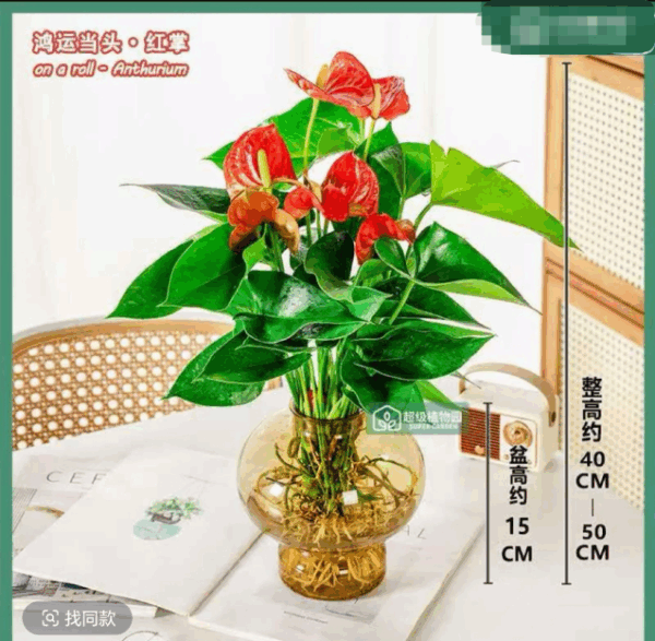 Red Palm - symbolizing plants