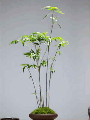 Purple Cold Bamboo-symbolizing plants