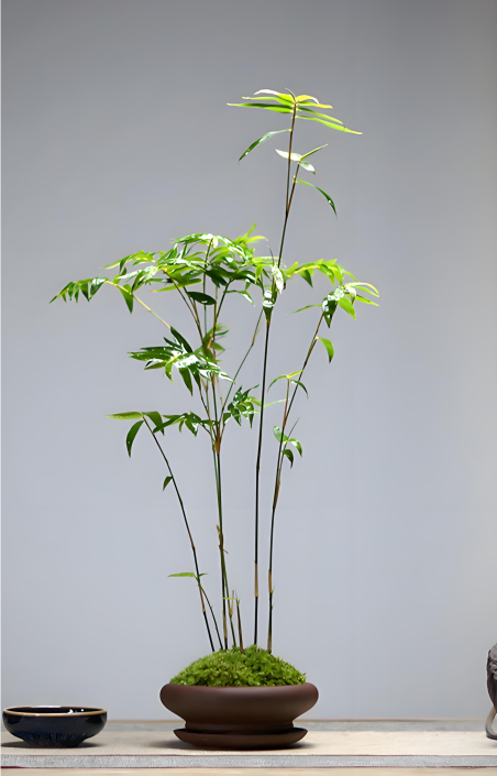 Purple Cold Bamboo-symbolizing plants