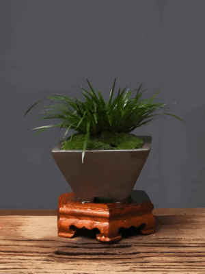 calamus- symbolizing plants