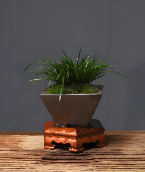 V2 calamus- symbolizing plants